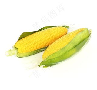 玉米三维模型图片