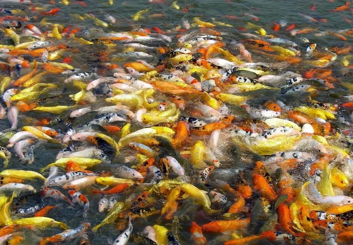 翻江倒海图片