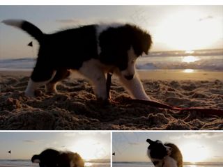 狗年小狗海边沙滩嬉戏意境视频