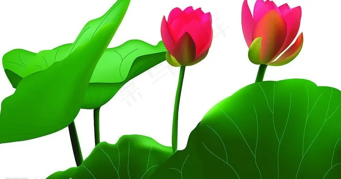 ai手绘荷花图片ai矢量模版下载