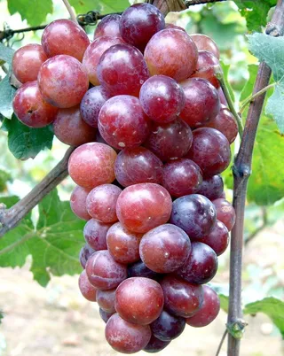 葡萄品种 达米娜（大蜜娜）图片