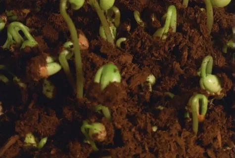 豆芽生长视频素材素材下载