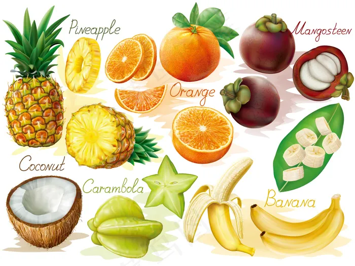 热带水果集合和棕榈矢量素材eps,ai矢量模版下载