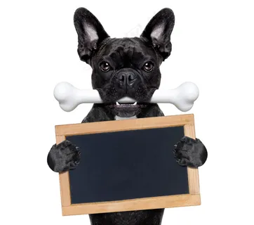 吃骨头拿着画板的狗图片