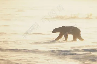 雪地里的北极图片