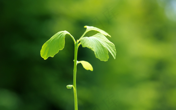 春天 生命 希望 发芽 嫩芽 绿芽