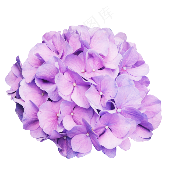 紫色绣球花,免抠元素
