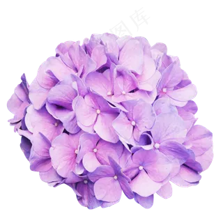 紫色绣球花,免抠元素