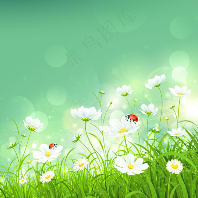唯美格桑花风景
