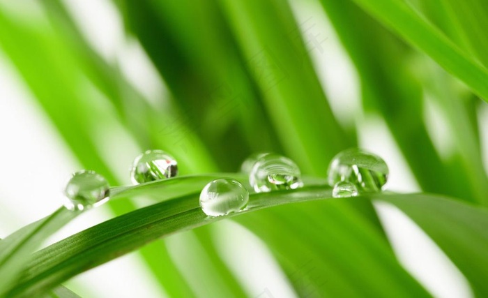 叶子上的水珠图片
