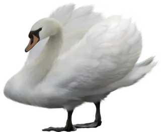 免抠png图片ps素材天鹅