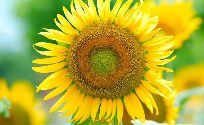 向日葵 葵花 蜜蜂图片