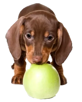 小狗宠物狗免扣图