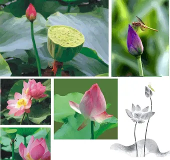 精美矢量莲花图片