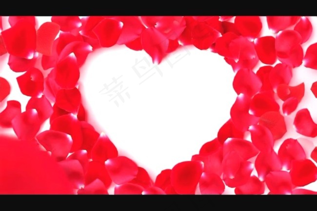 玫瑰花视频素材