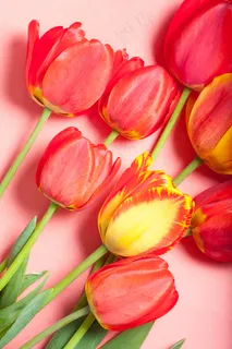 郁金香花束背景图 郁金香花束背景图