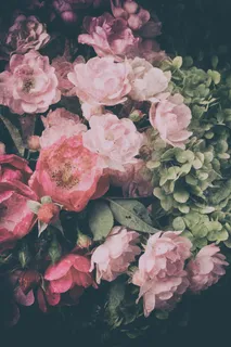粉色玫瑰花静物设计素材 粉色玫瑰花静物设计素材