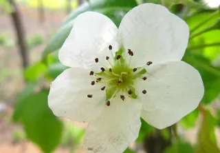 梨树 梨花 春天图片