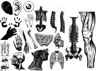 超实用经典矢量花纹元素人体骨骼