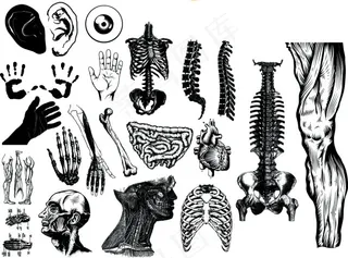 超实用经典矢量花纹元素人体骨骼