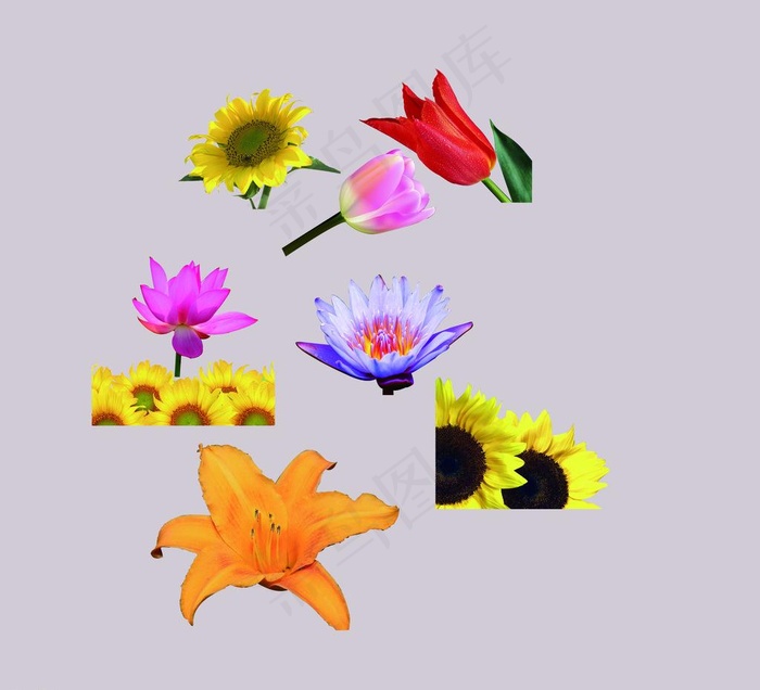 花朵图片psd模版下载