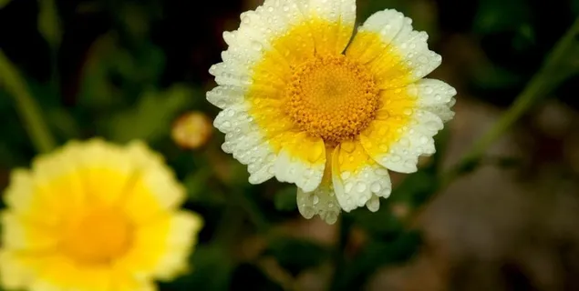 花 蒿菜花 红花图片 花 蒿菜花 红花图片