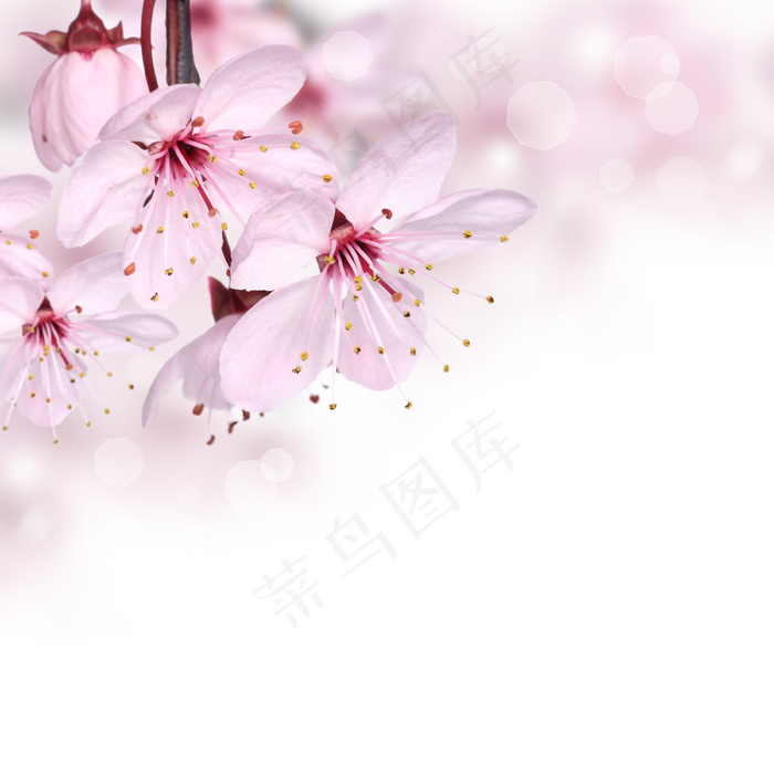 樱花特写图片