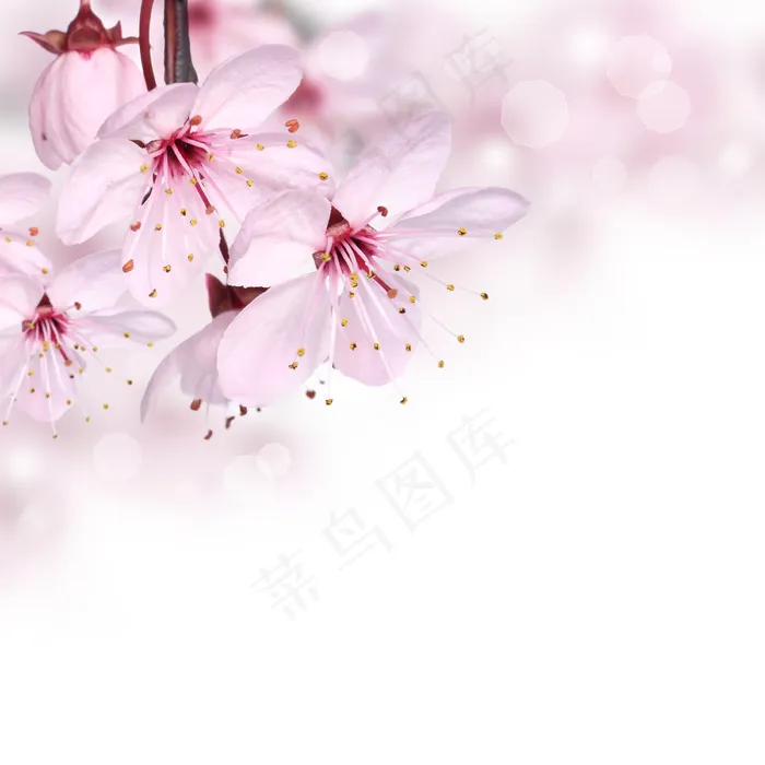 樱花特写图片