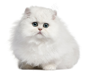 可爱波斯猫图片
