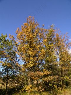 秋天树林自然风光