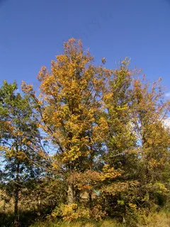 秋天树林自然风光 秋天树林自然风光