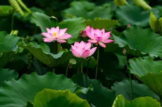 中国风三朵粉红色荷花高清摄影美图
