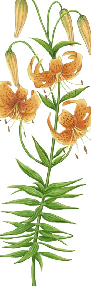 手绘百合图片