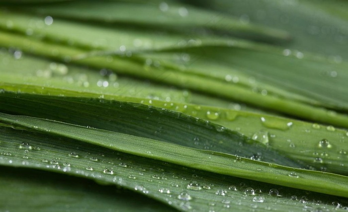 水珠 露水图片