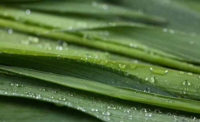 水珠 露水图片