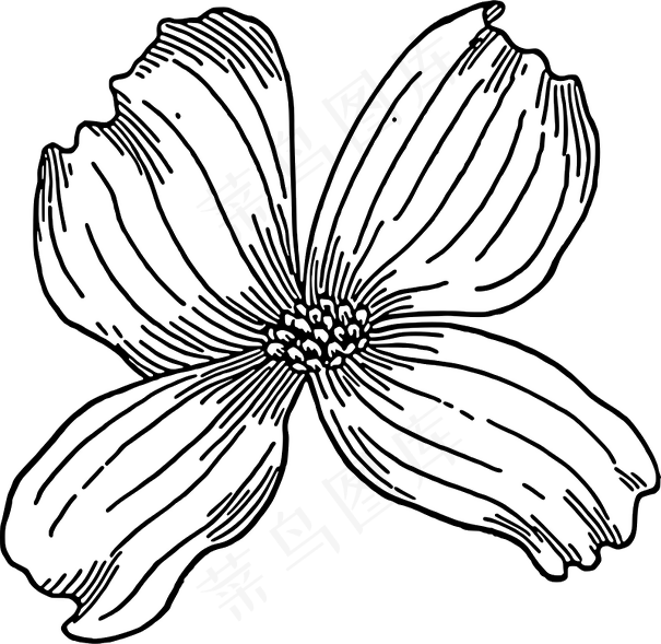 山茱萸