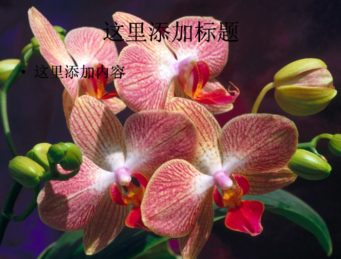 大自然花卉花儿朵朵高清宽屏ppt...