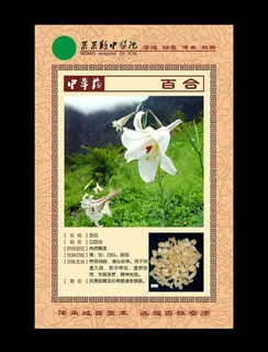 中草药 百合图片