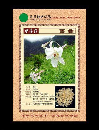 中草药 百合图片