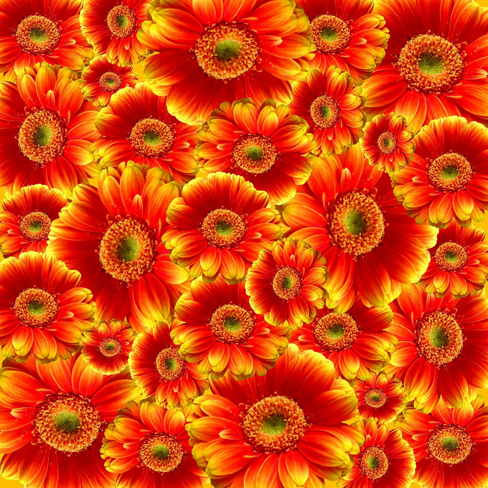 菊花夏日图片