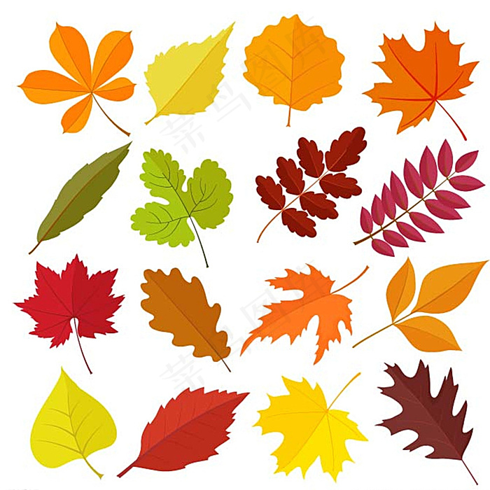 枫叶 树叶 秋天 红色 黄色图片