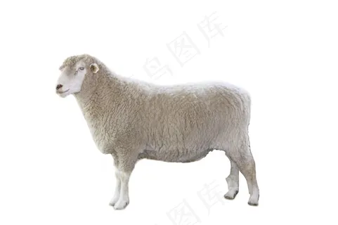 羊免抠素材PSD分层 