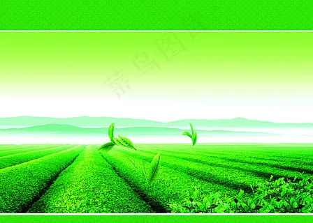绿色茶叶图片 绿色茶叶图片