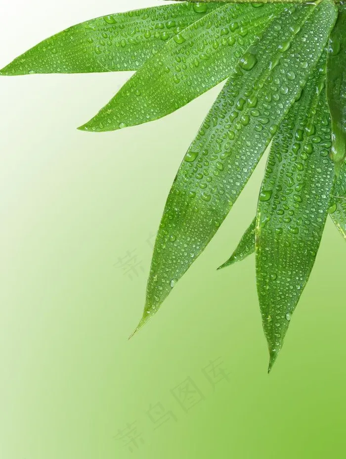竹叶图片psd模版下载