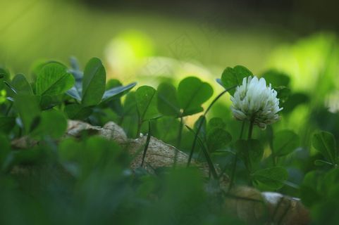 四叶草特写图片