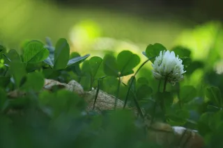 四叶草特写图片