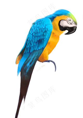 彩色高清鹦鹉动物透明设计素材
