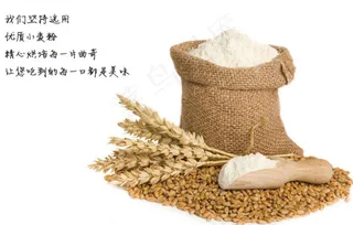 小麦粮食