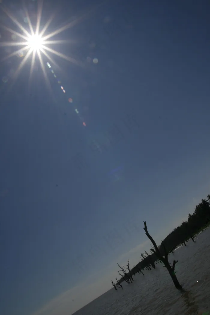 阳光下的树木图片