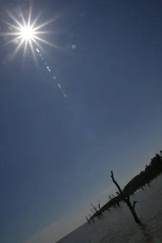 阳光下的树木图片